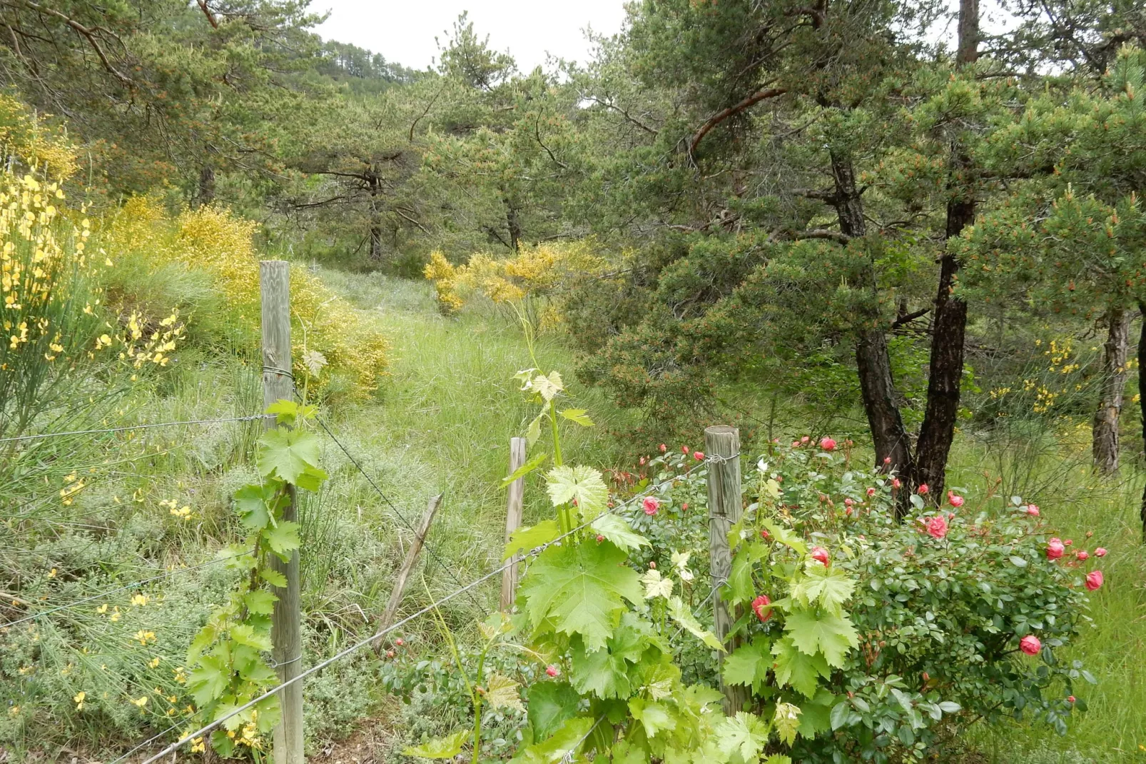 Maison de vacances - MARIGNAC-EN-DIOIS-Gebiete Sommer 1 km