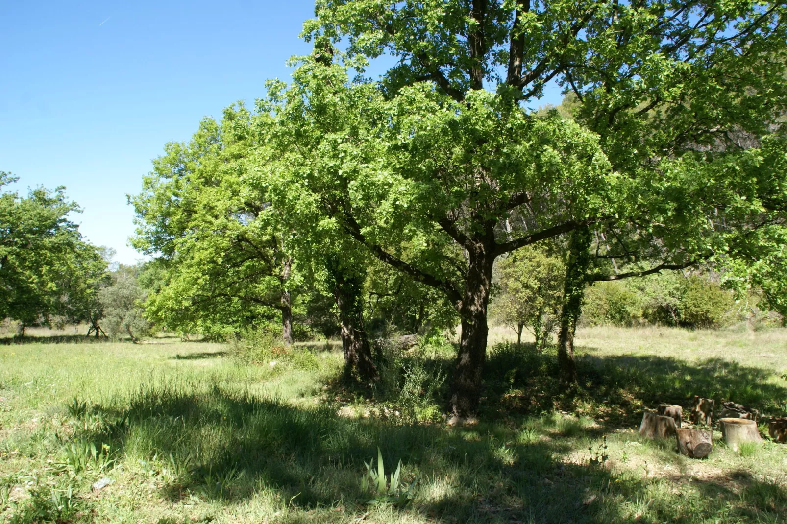 La Chiroquoise-Gardens summer