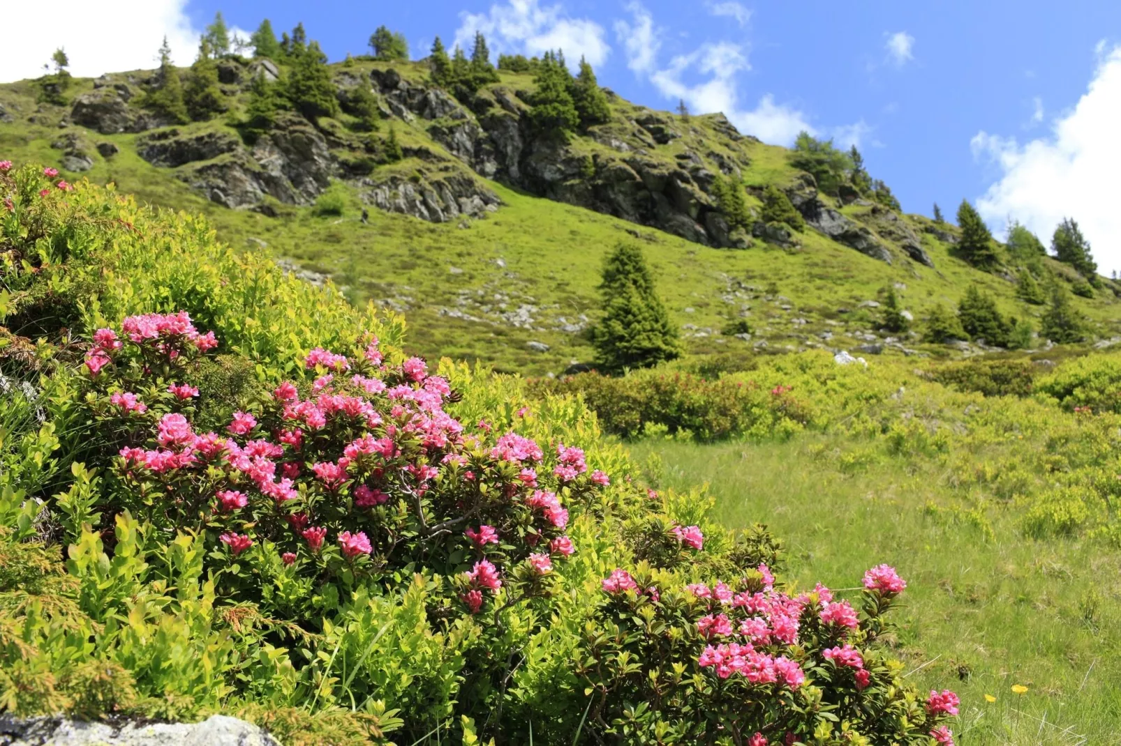 Corinna-Areas summer 5km