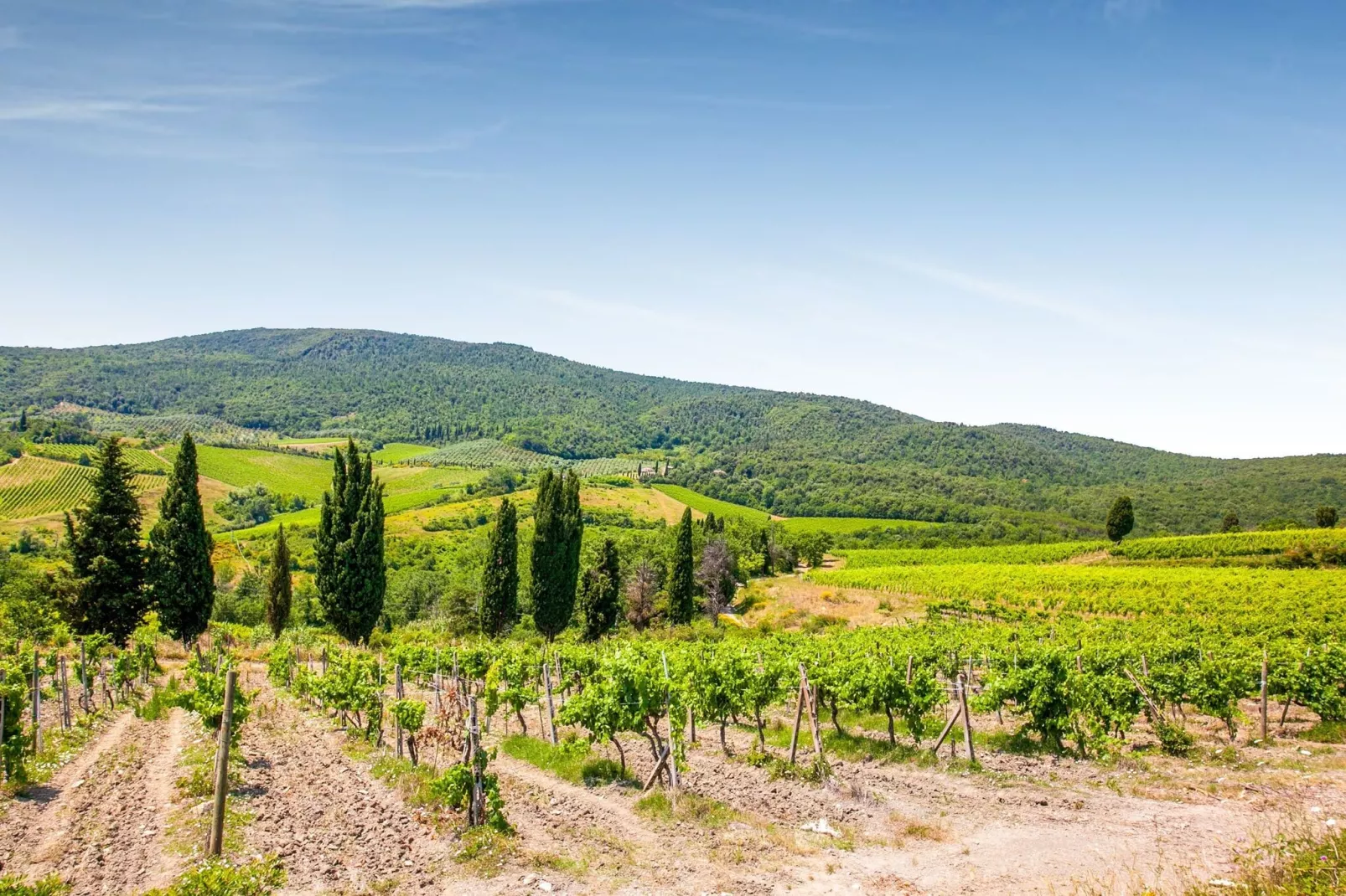 San Francesco Sangiovese-Areas summer 5km