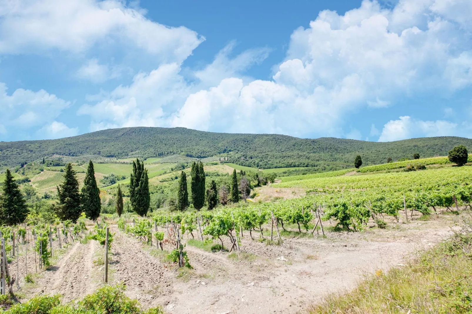 San Francesco Vermentino-Areas summer 1km
