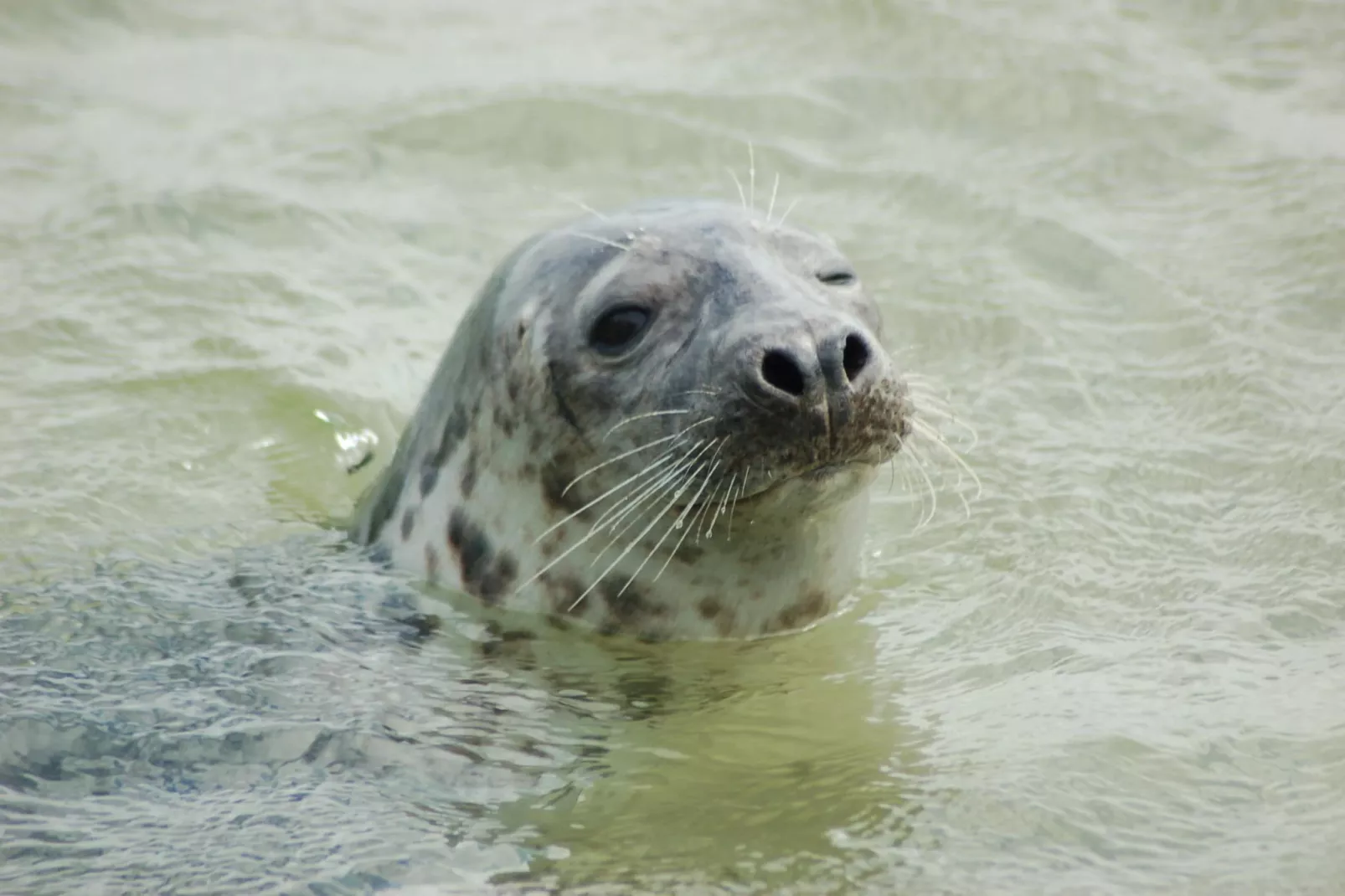 Kustpark Texel 5-Ambiente