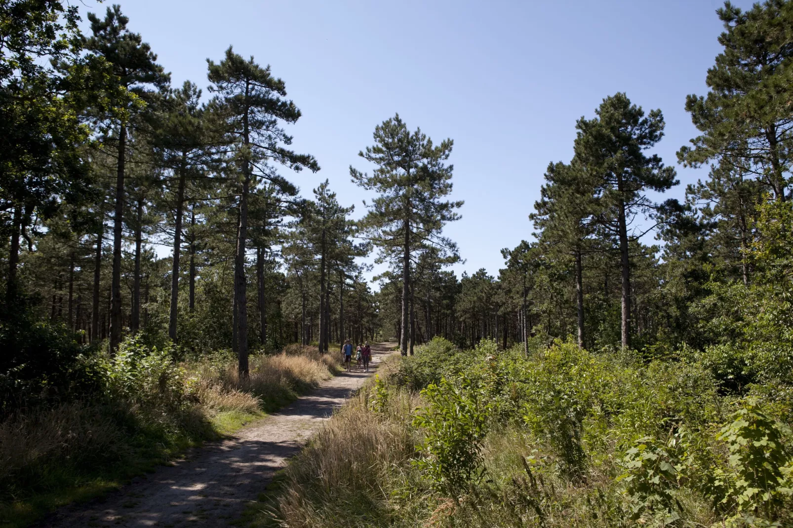 Bosch en Zee 1-Areas summer 1km