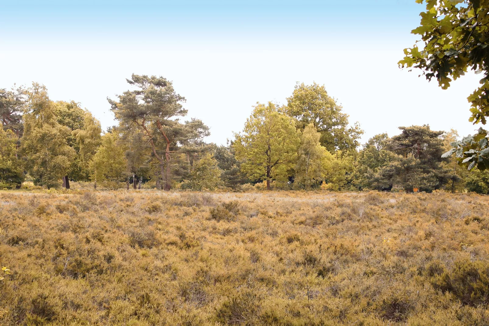Twentie-Areas summer 1km
