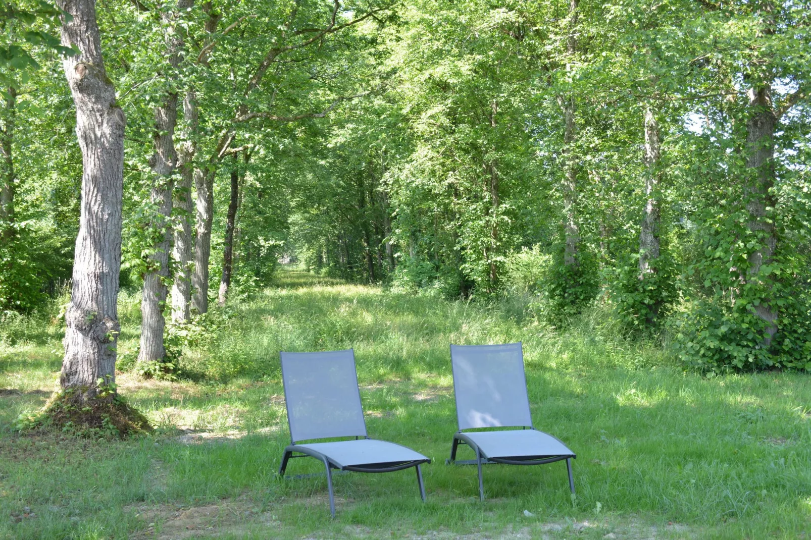 La Drève du Château-Jardin d'été