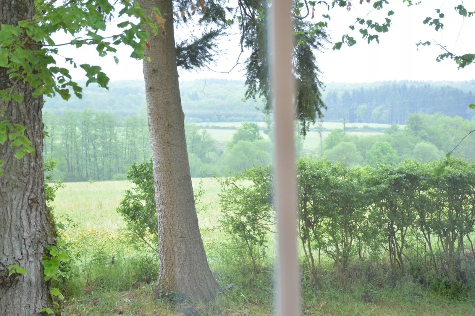 La Drève du Château-Vue d'été