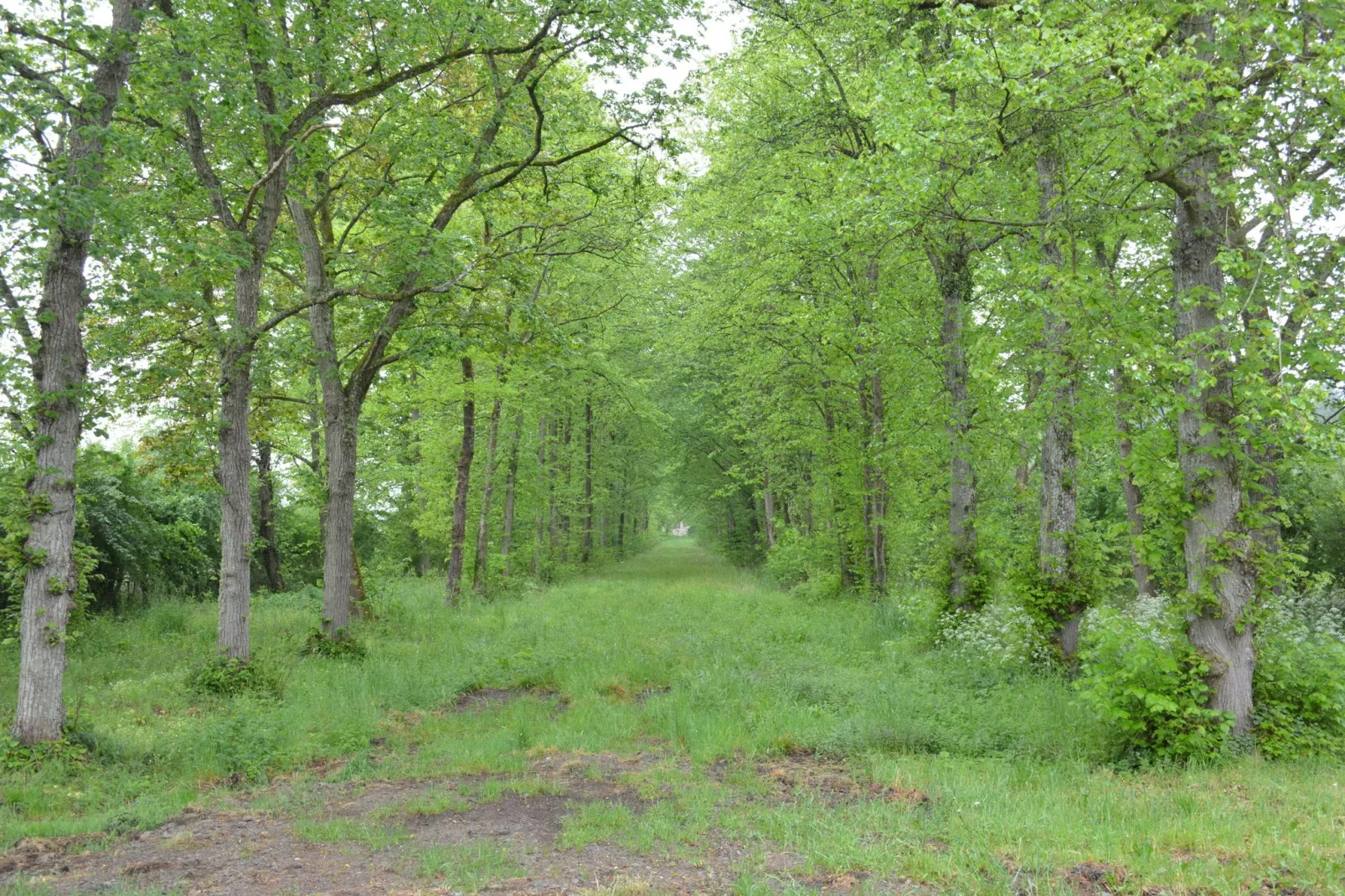 La Drève du Château-Jardin d'été