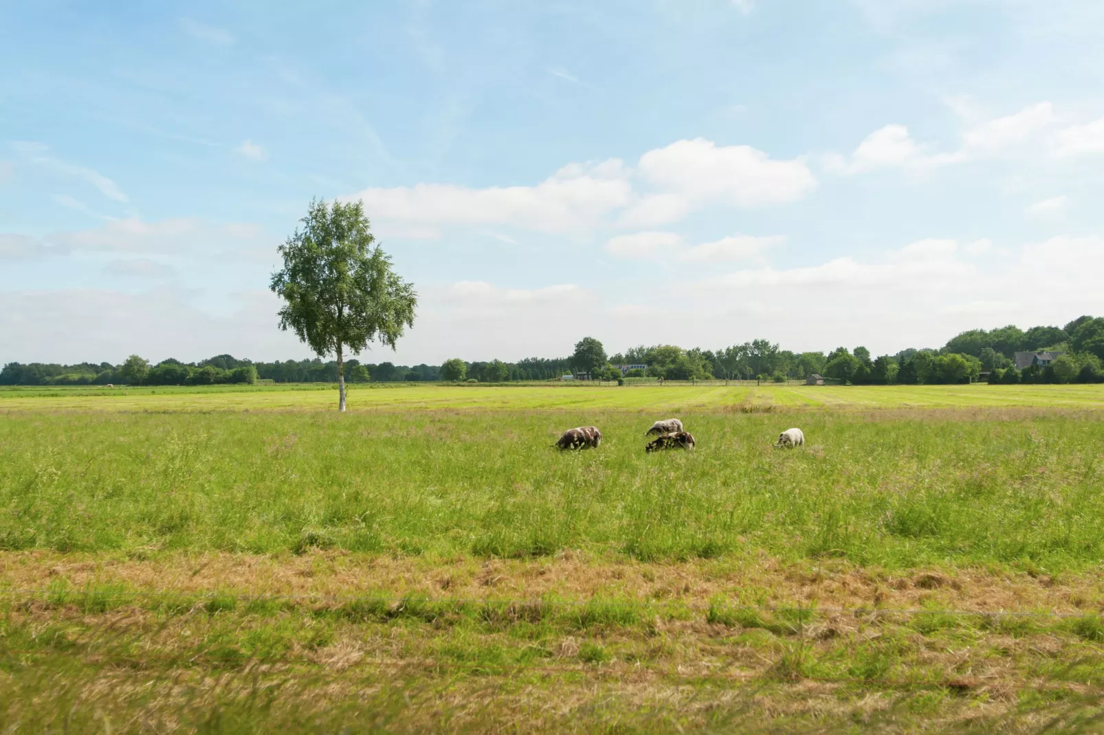 Haulervaart-Gebiete Sommer 5 km