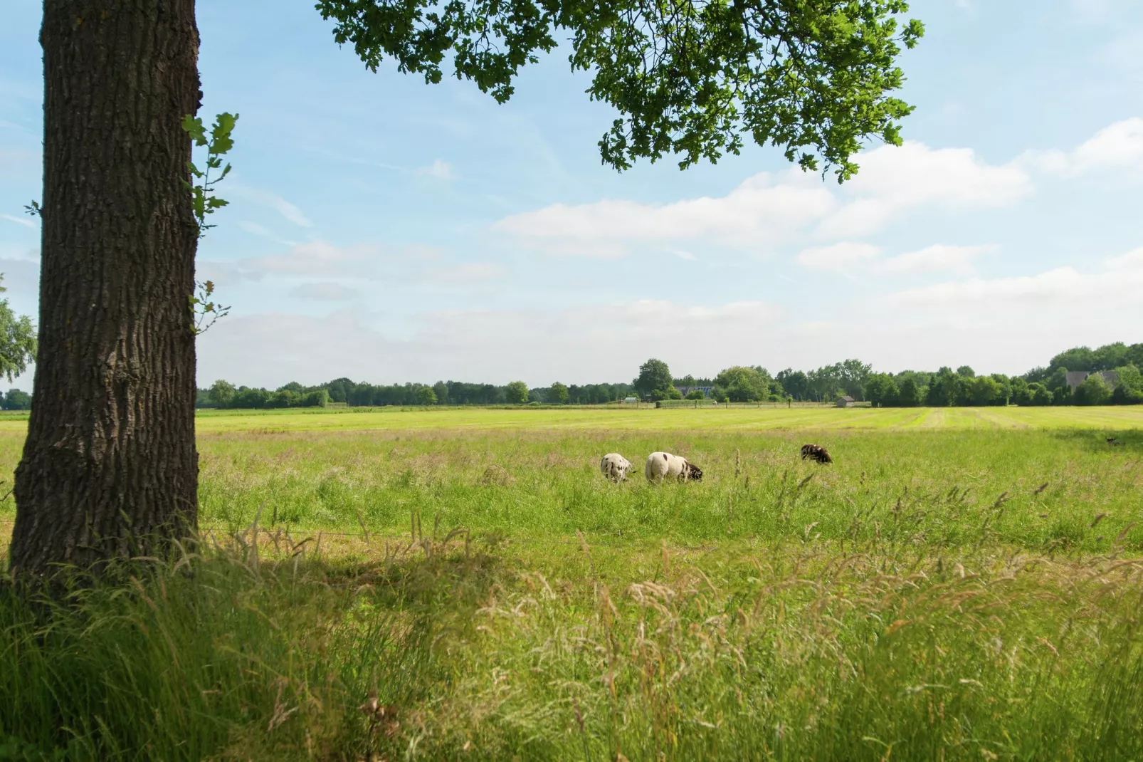 Haulervaart-Gebiete Sommer 20 km