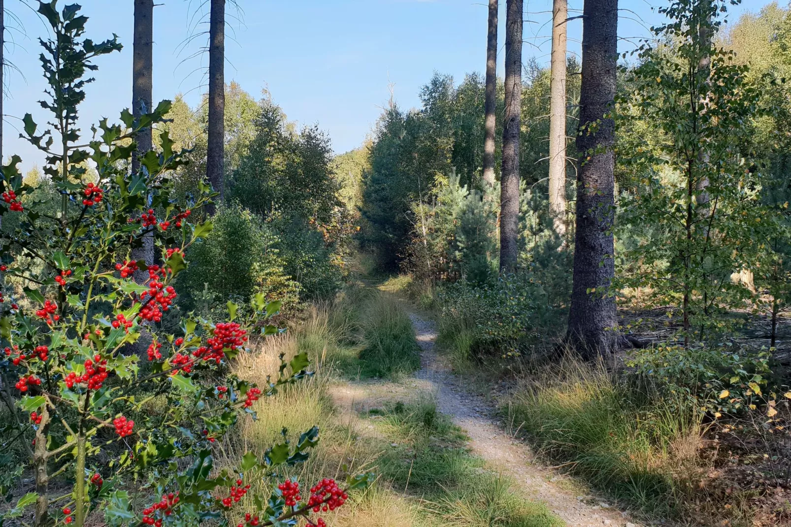 Le Dragon-Areas summer 5km