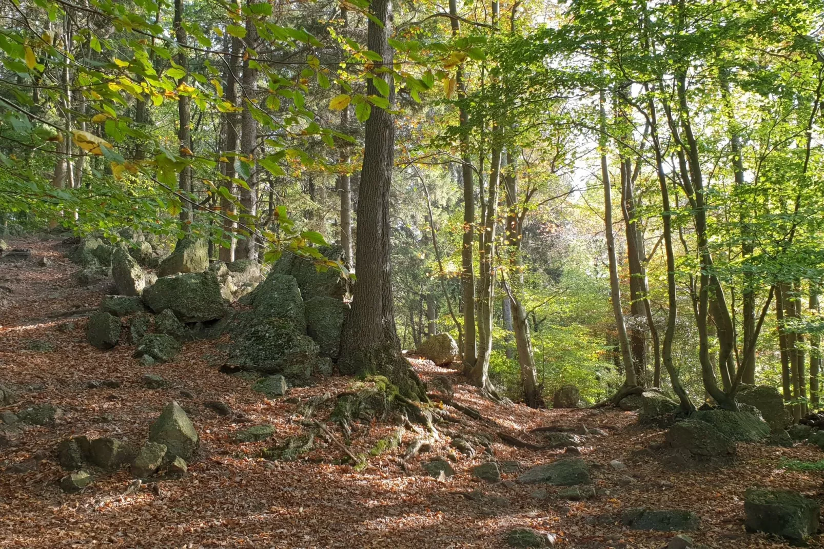 Le Dragon-Areas summer 5km