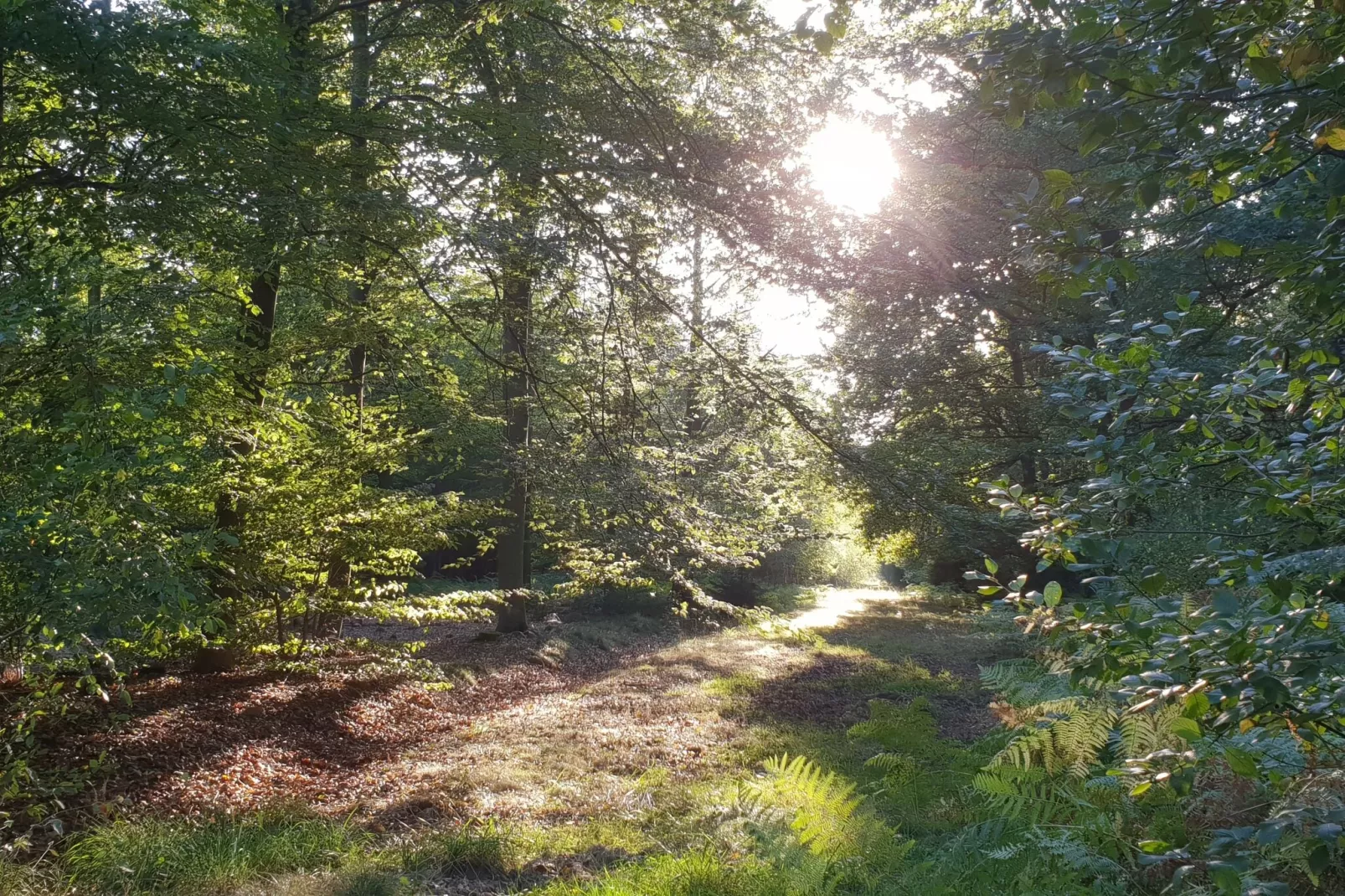 Le Dragon-Areas summer 20km