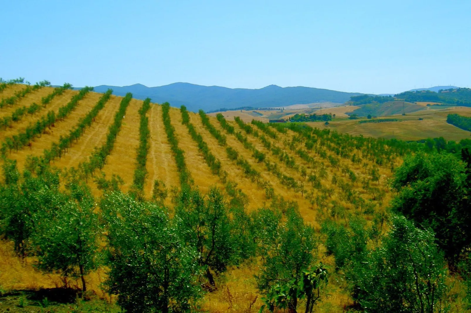 Ciclamino-Areas summer 1km