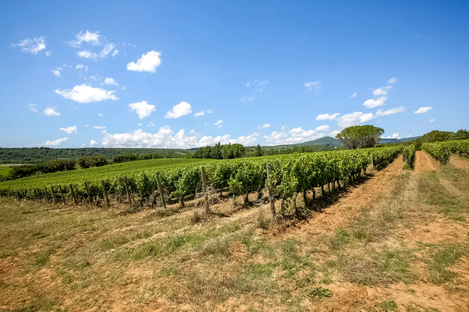 Poggiali Trilo-Areas summer 1km