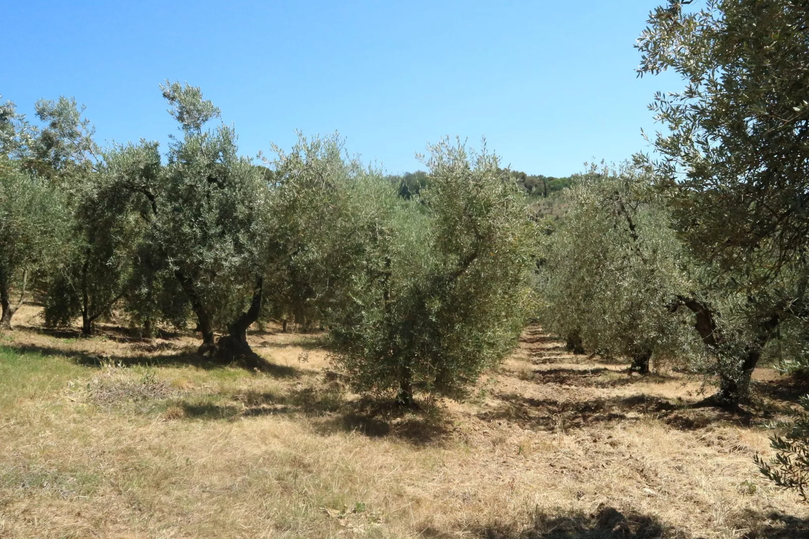 Mario-Areas summer 1km