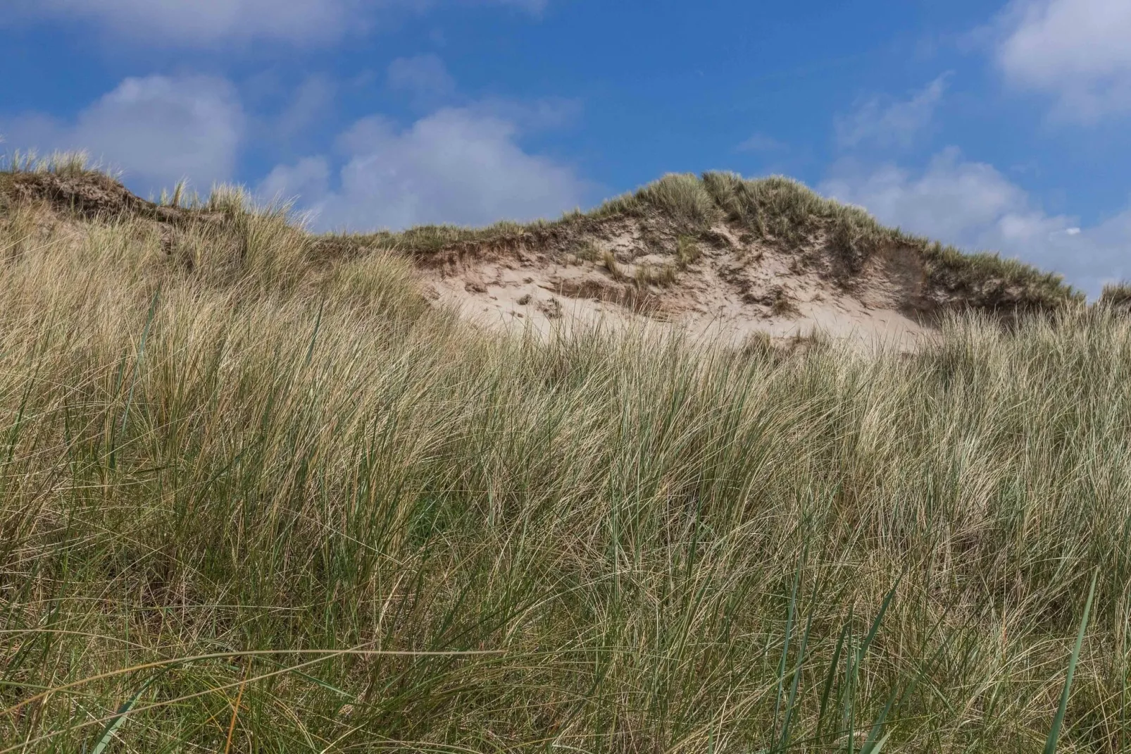 Gentiaan aan Zee-Areas summer 5km
