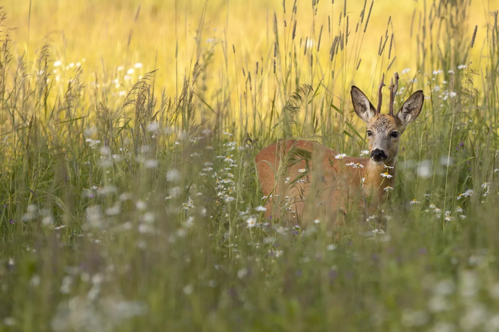 Vakantiepark Hunzedal 13-Gebiete Sommer 5 km