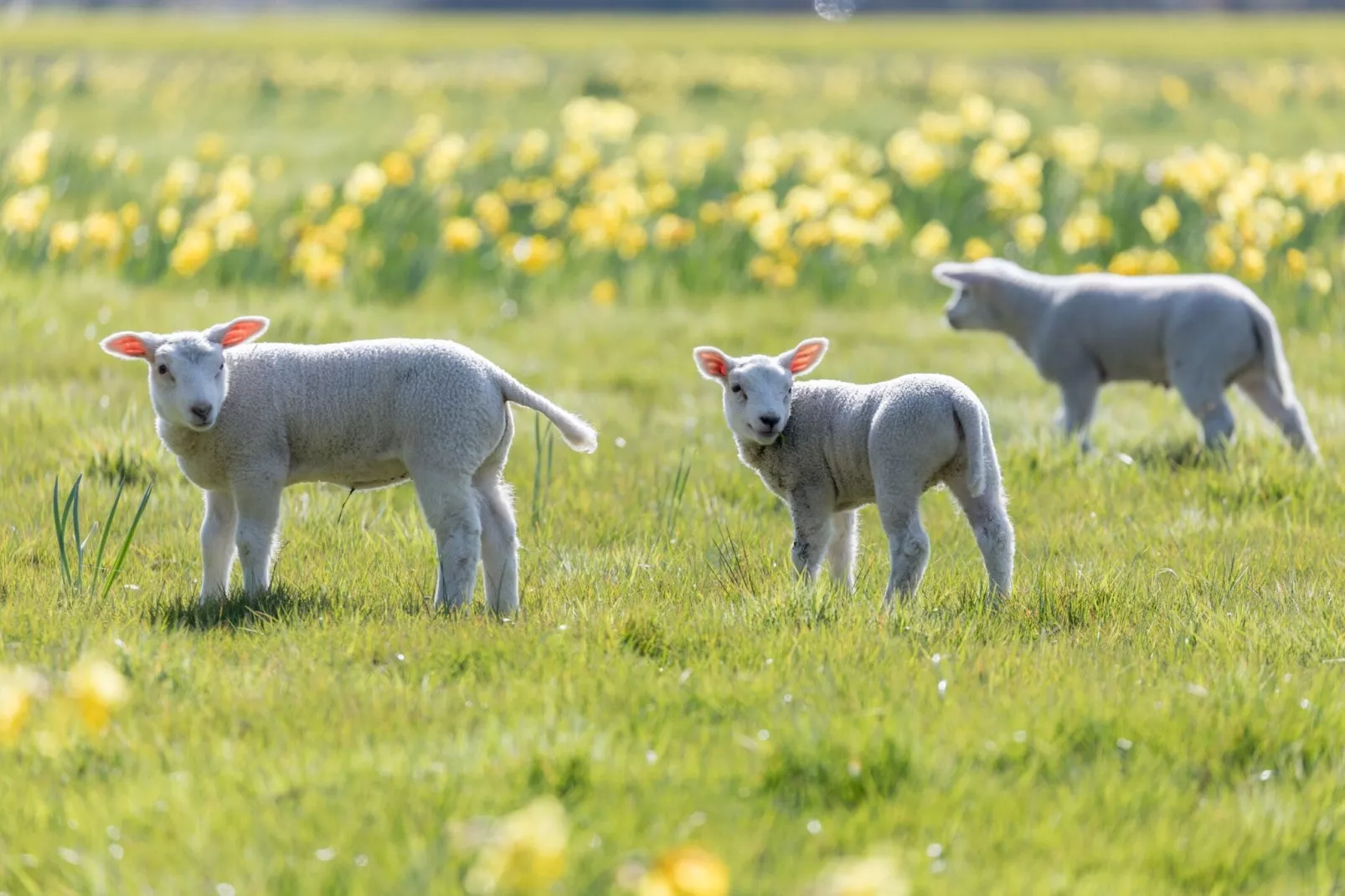 Vakantiepark Hunzedal 13-Gebiete Sommer 5 km
