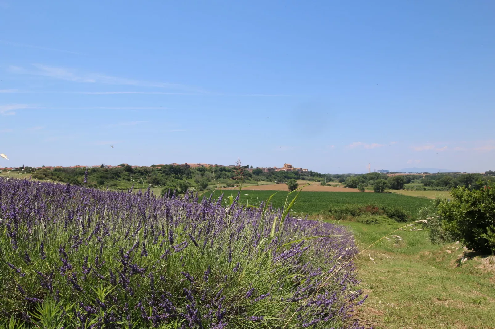 Corbezzolo-Gardens summer