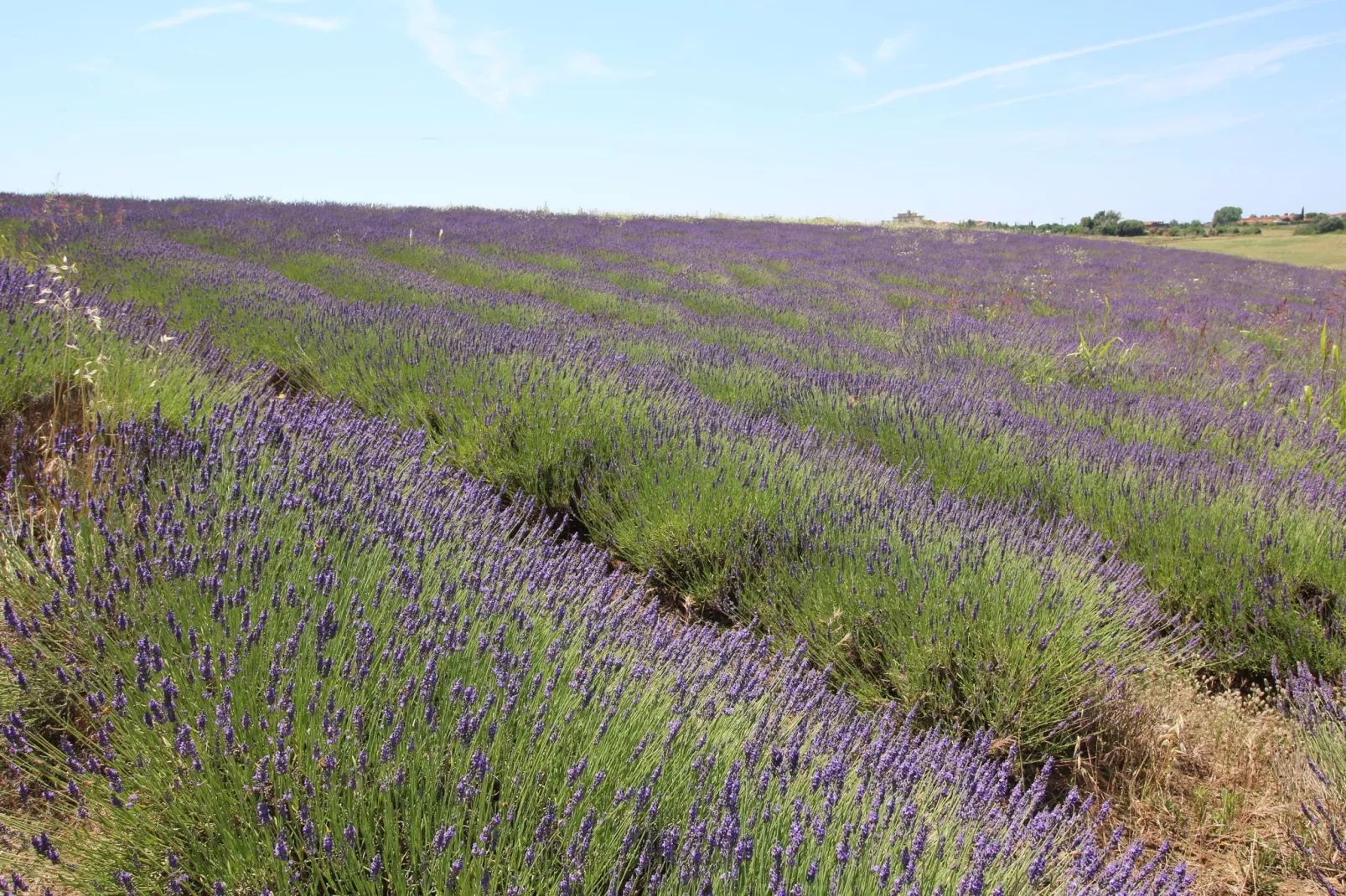 Ginestra-Jardins en été