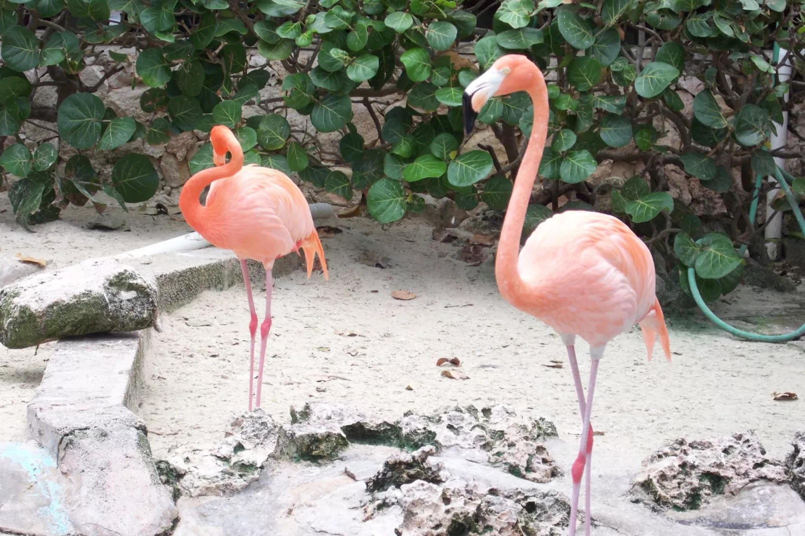 Caribbean Sea Coral Estate 6 pers-Areas summer 1km