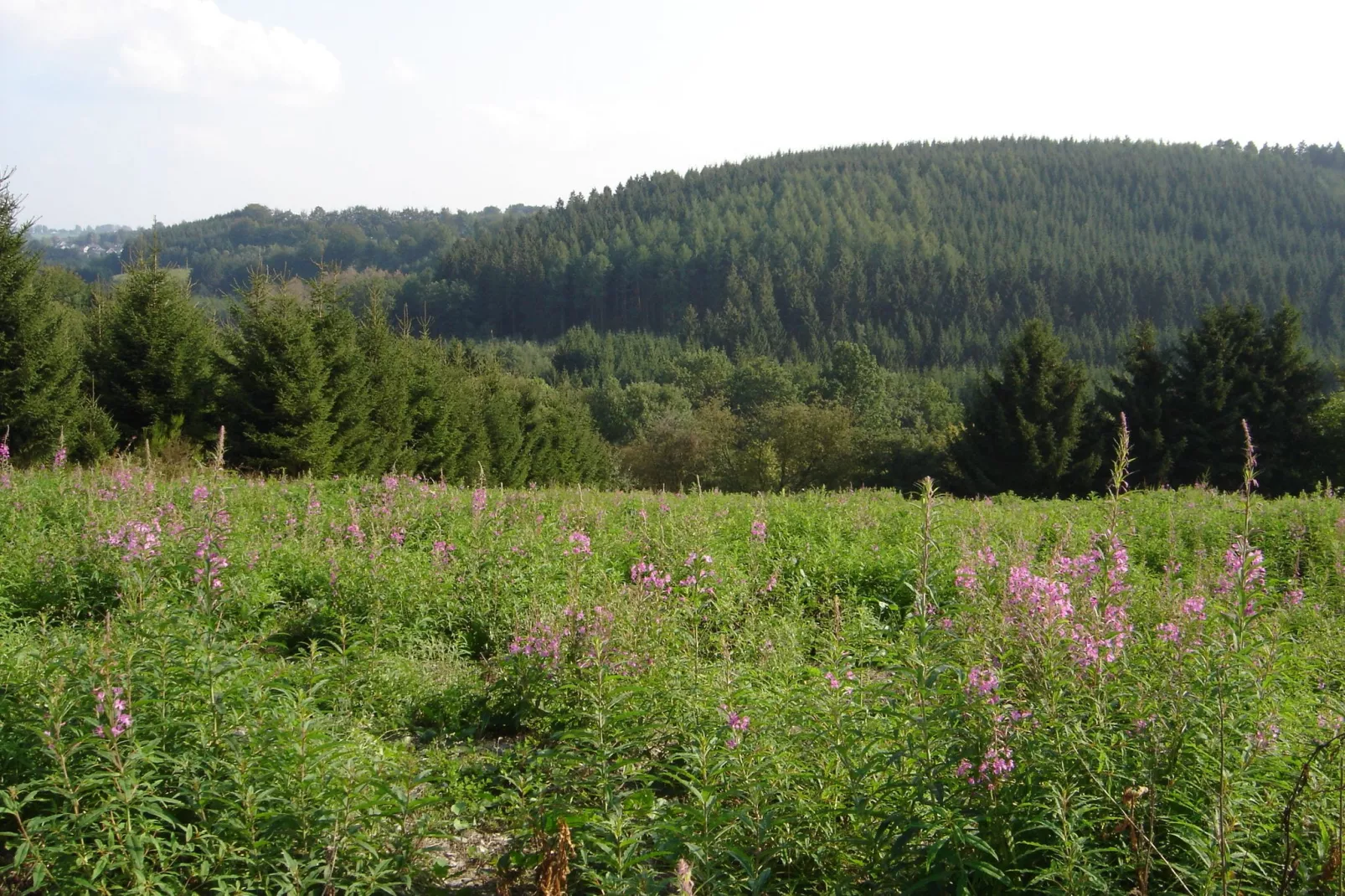 Domaine des Bouts de Fagnes-Areas summer 1km