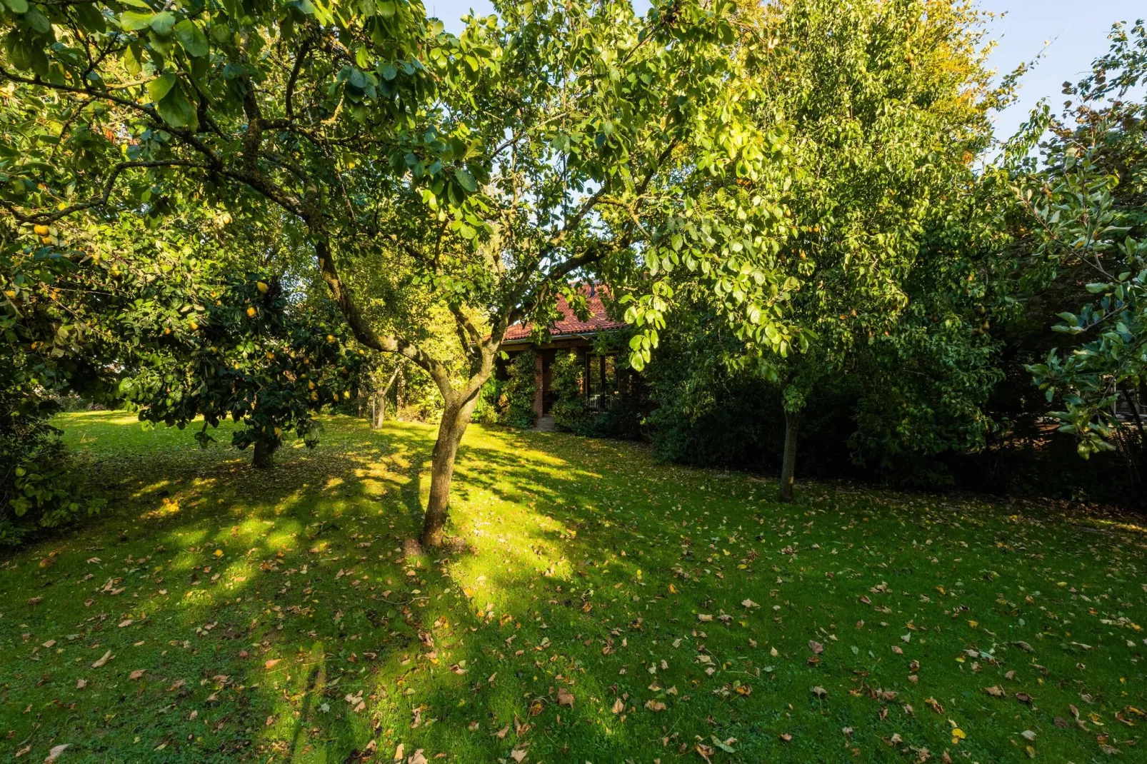 Vakantiewoning Wijnaldum-Gardens summer