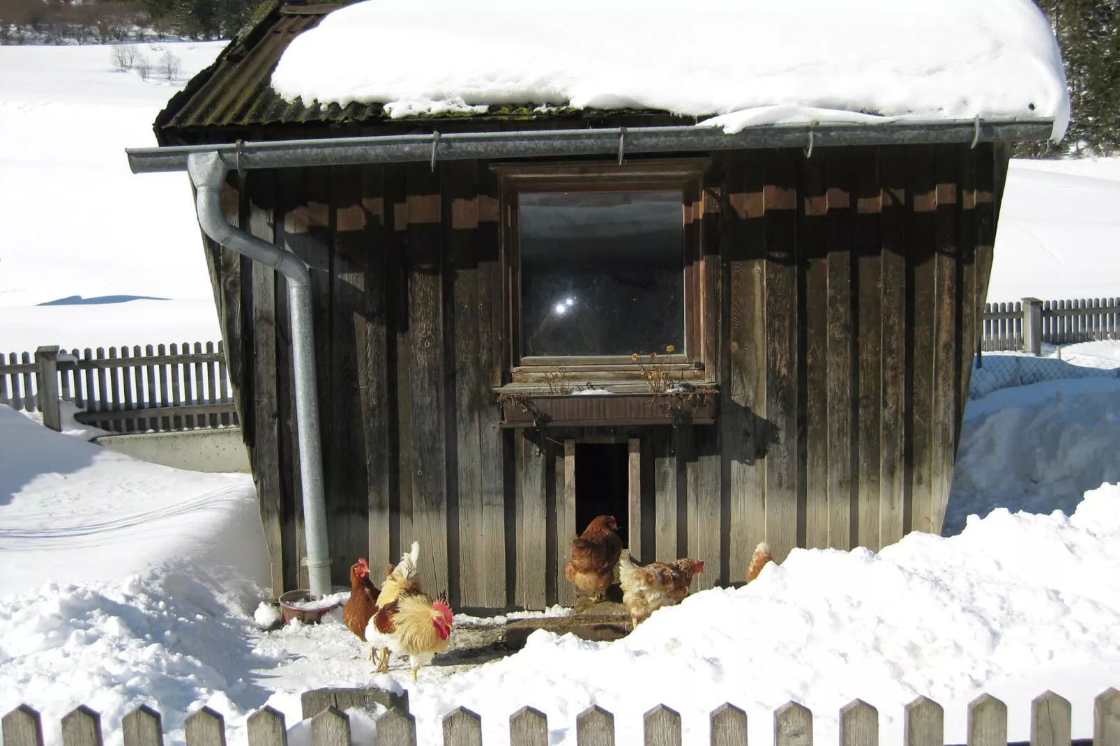 Ingrid-Jardin en hiver