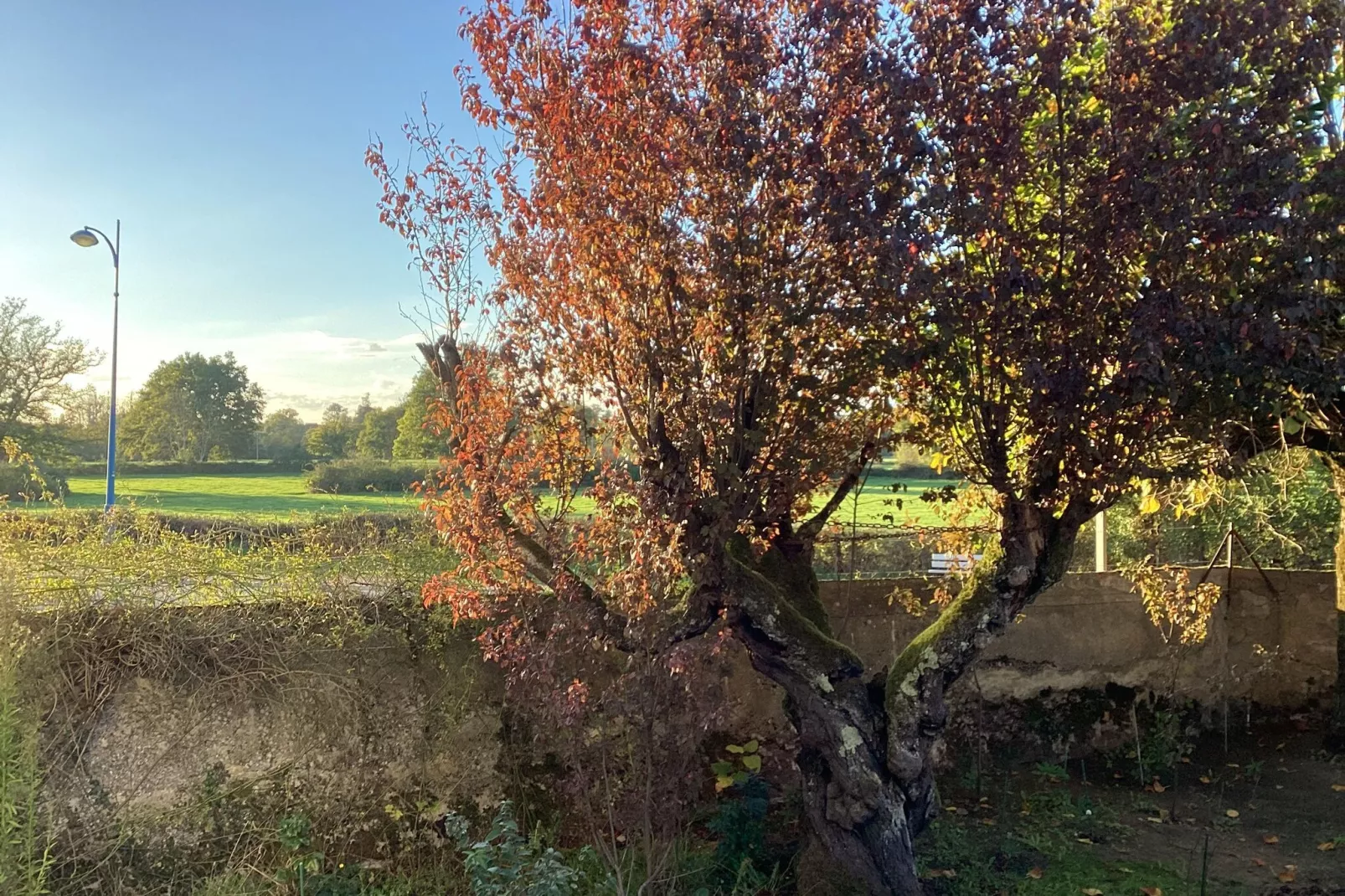 La Castinière-Gardens summer
