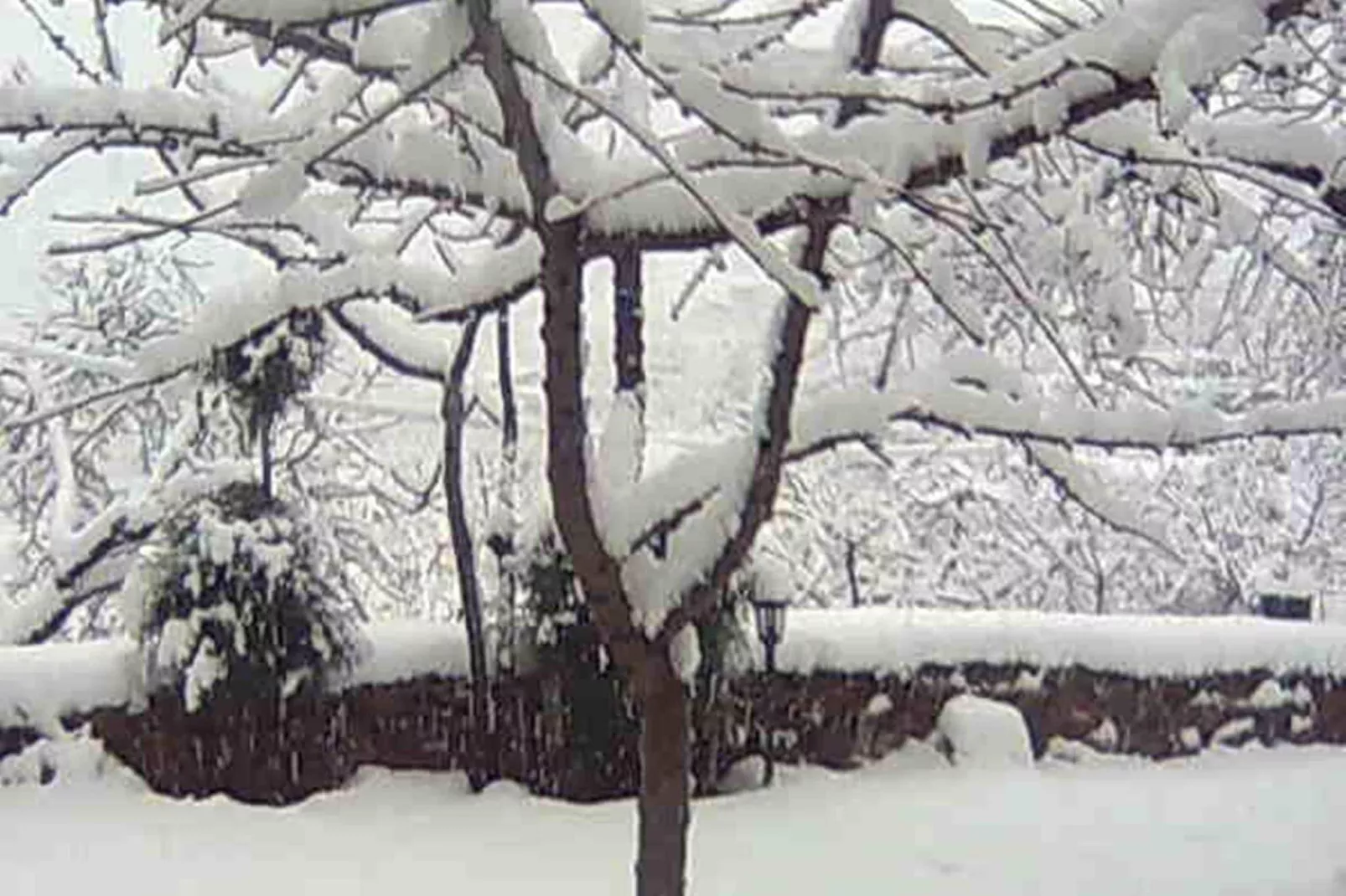 La Curiosa-Garden winter
