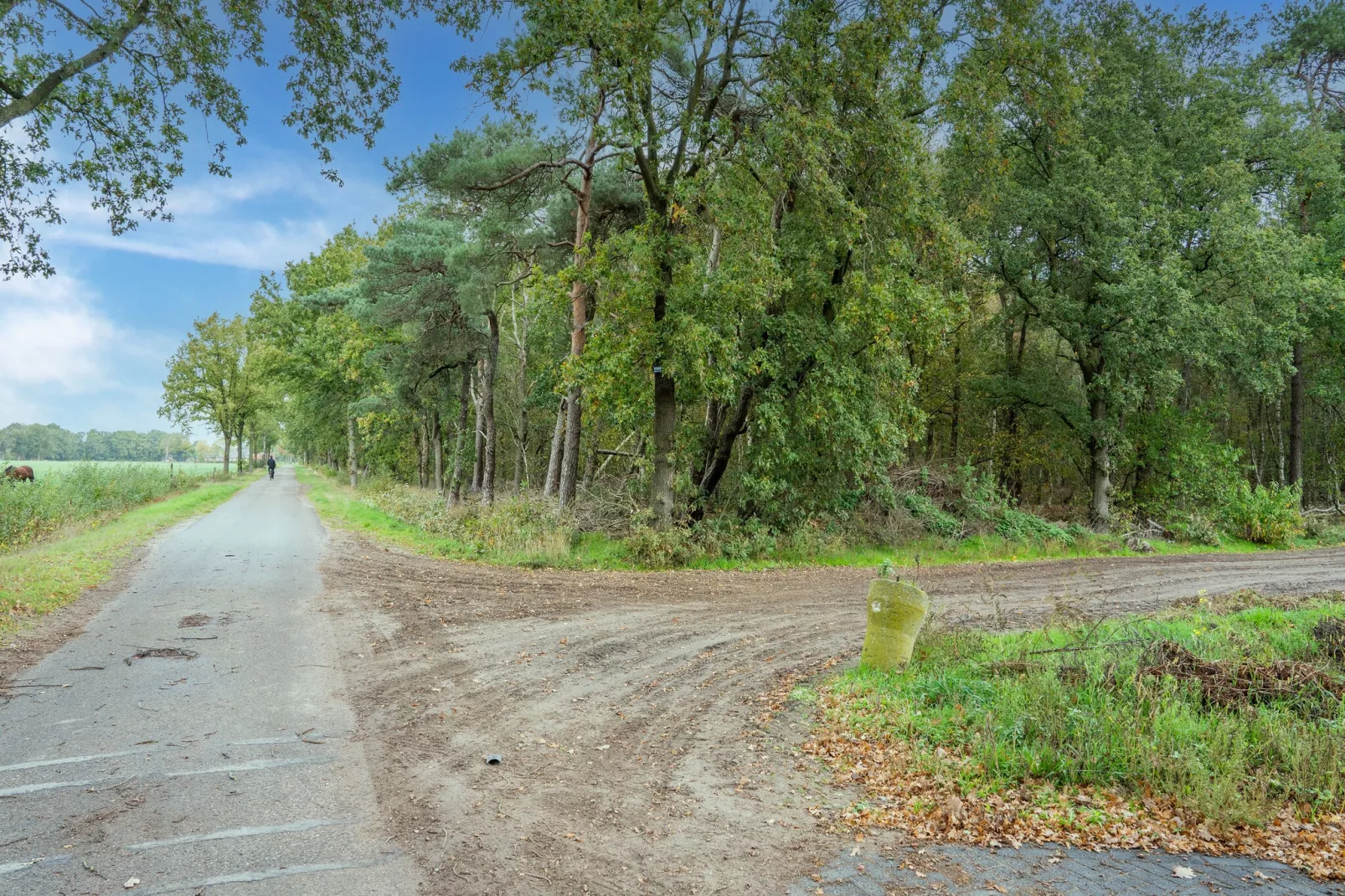 NR 5-Areas summer 1km