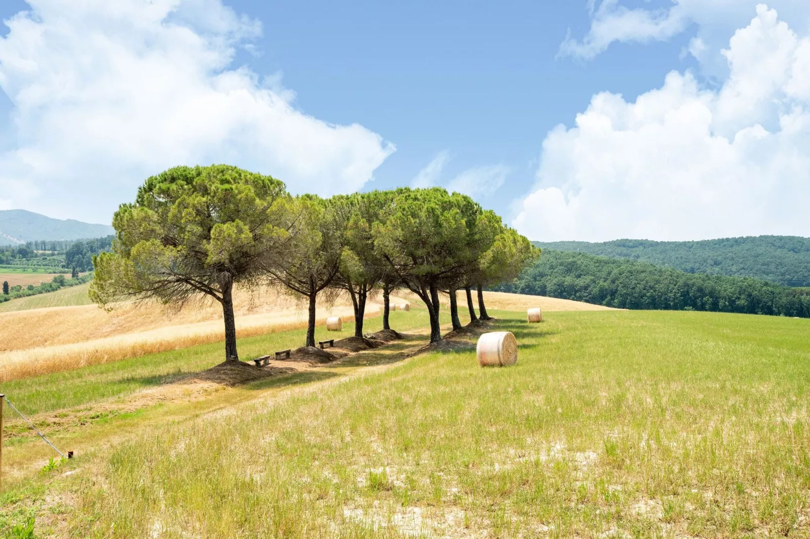 Oliveta-Gebiete Sommer 5 km