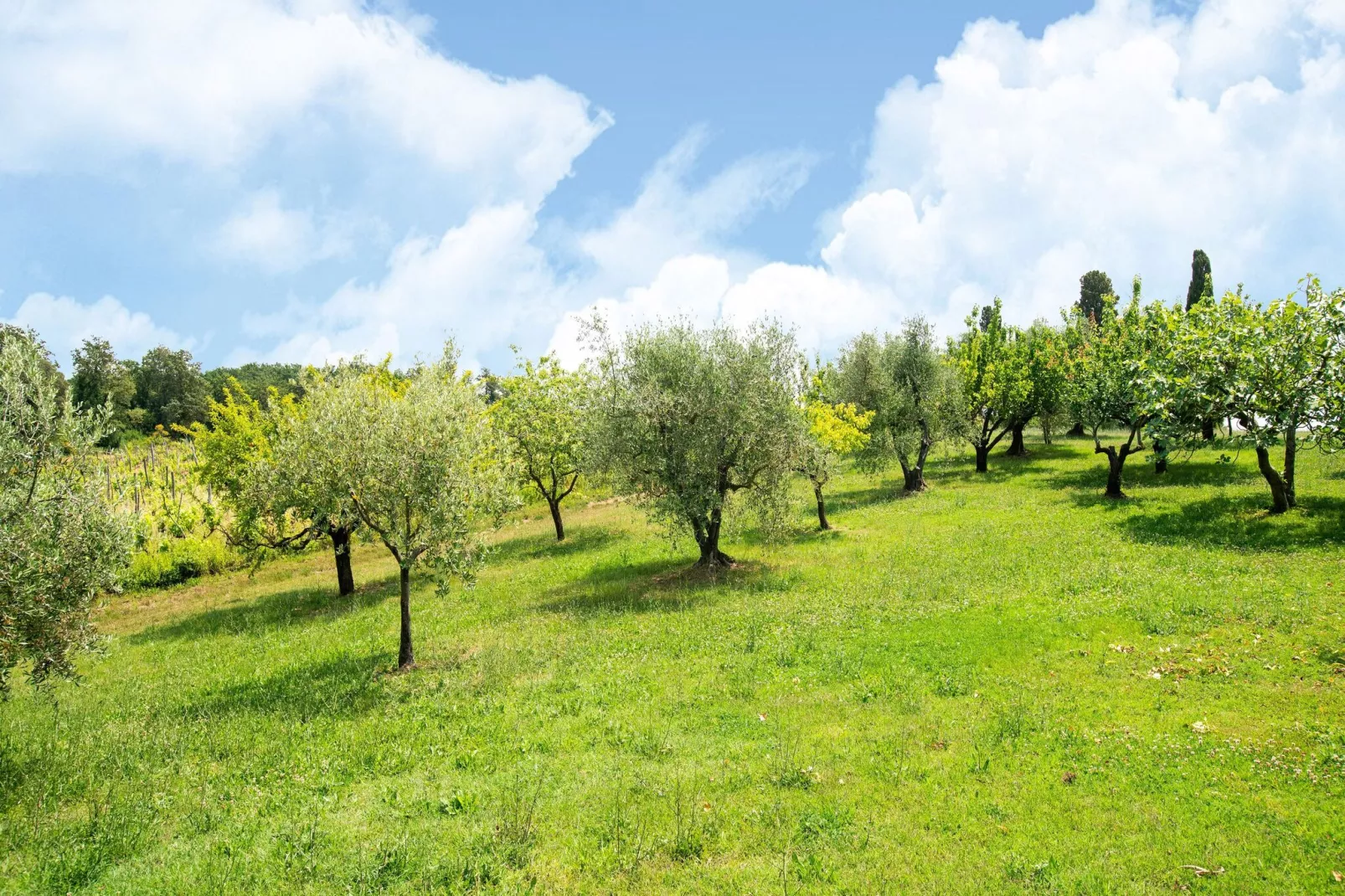 Sottobosco-Areas summer 5km
