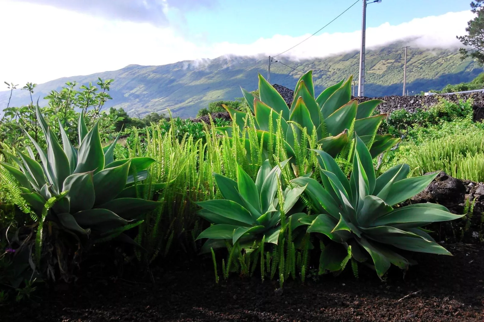 Holiday home in Praínha - Pico - Azores / Casa da Adega-Areas summer 1km
