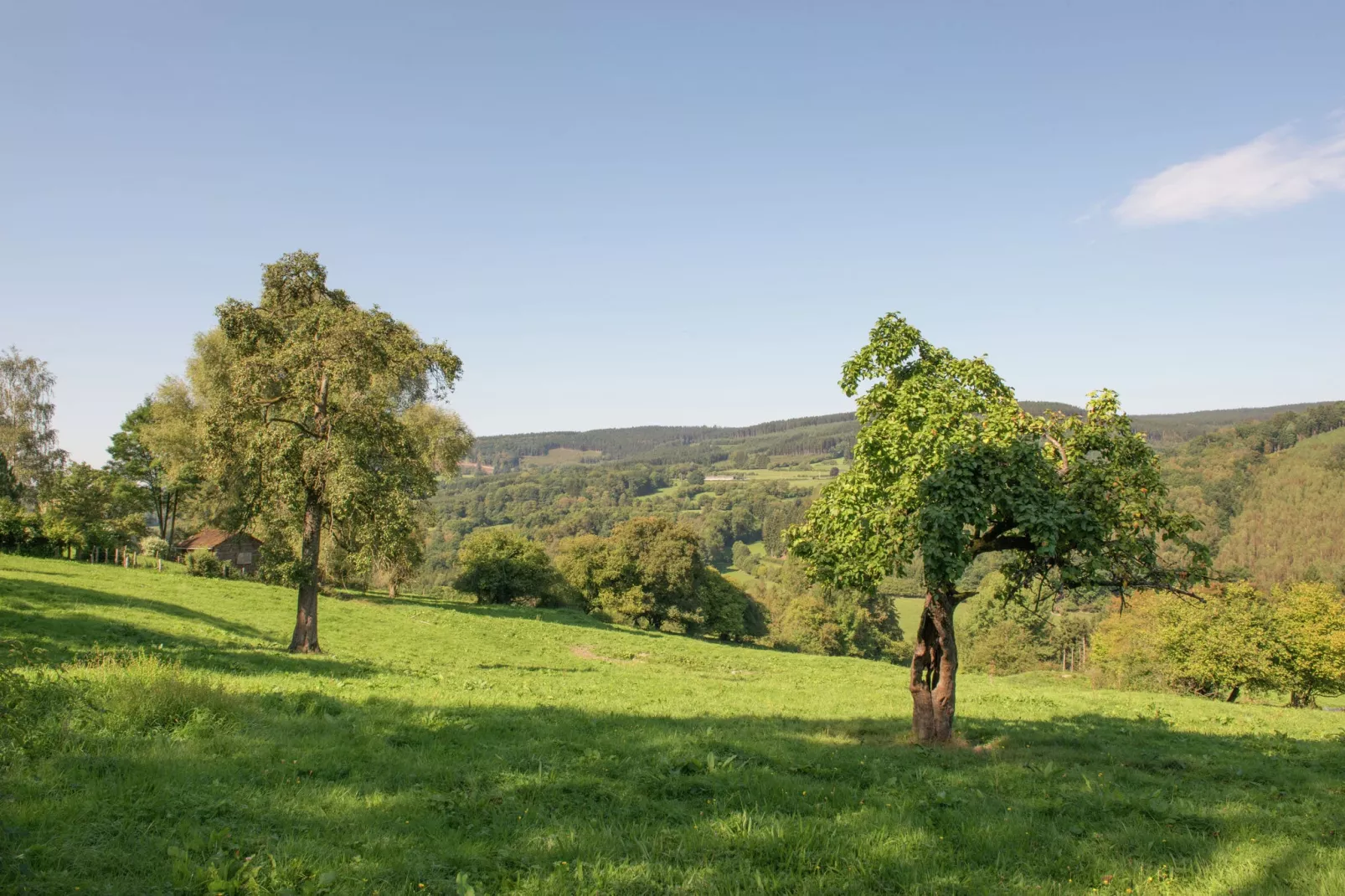 Ny des anges-Areas summer 1km
