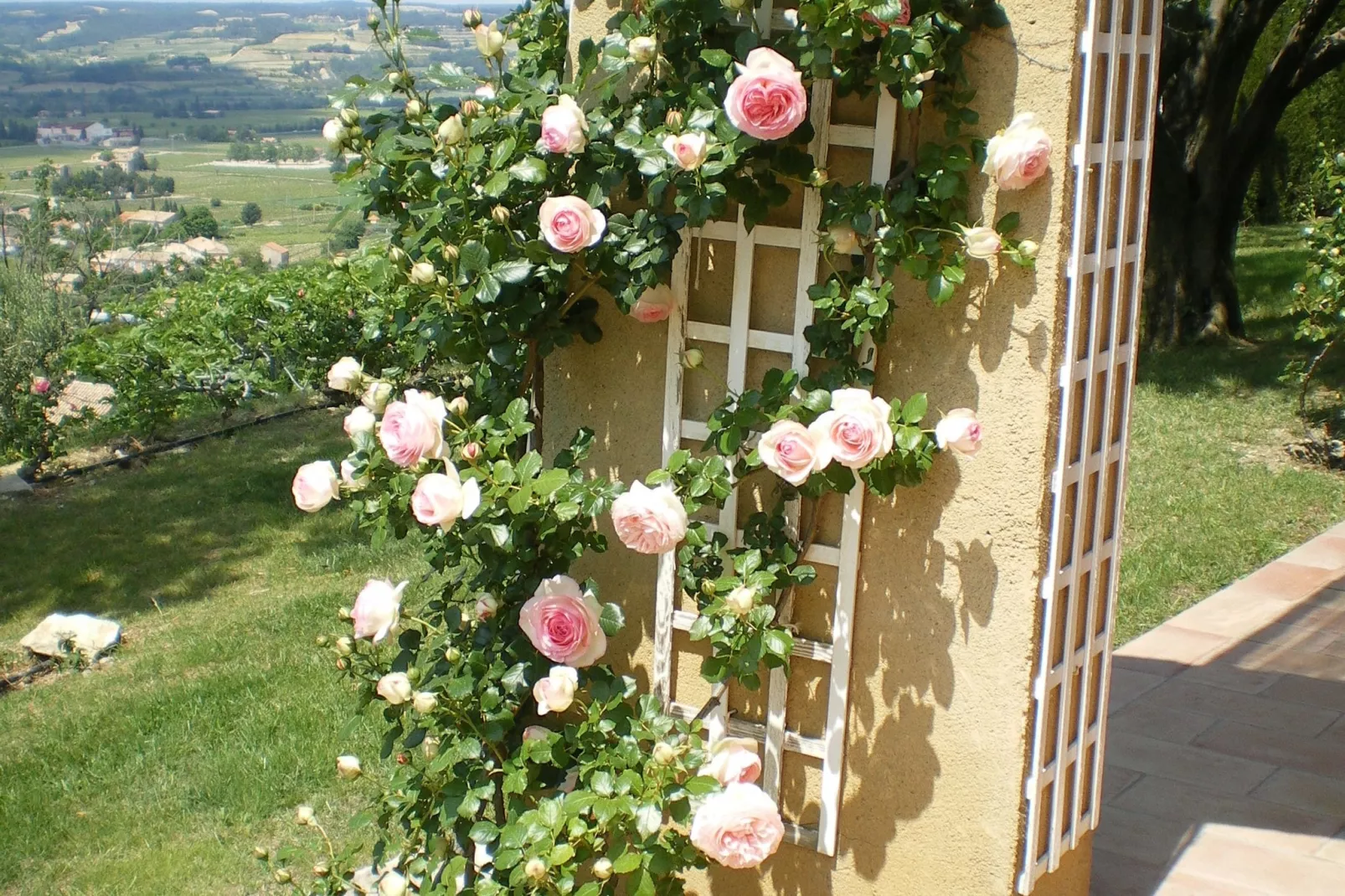Laurence-Gardens summer