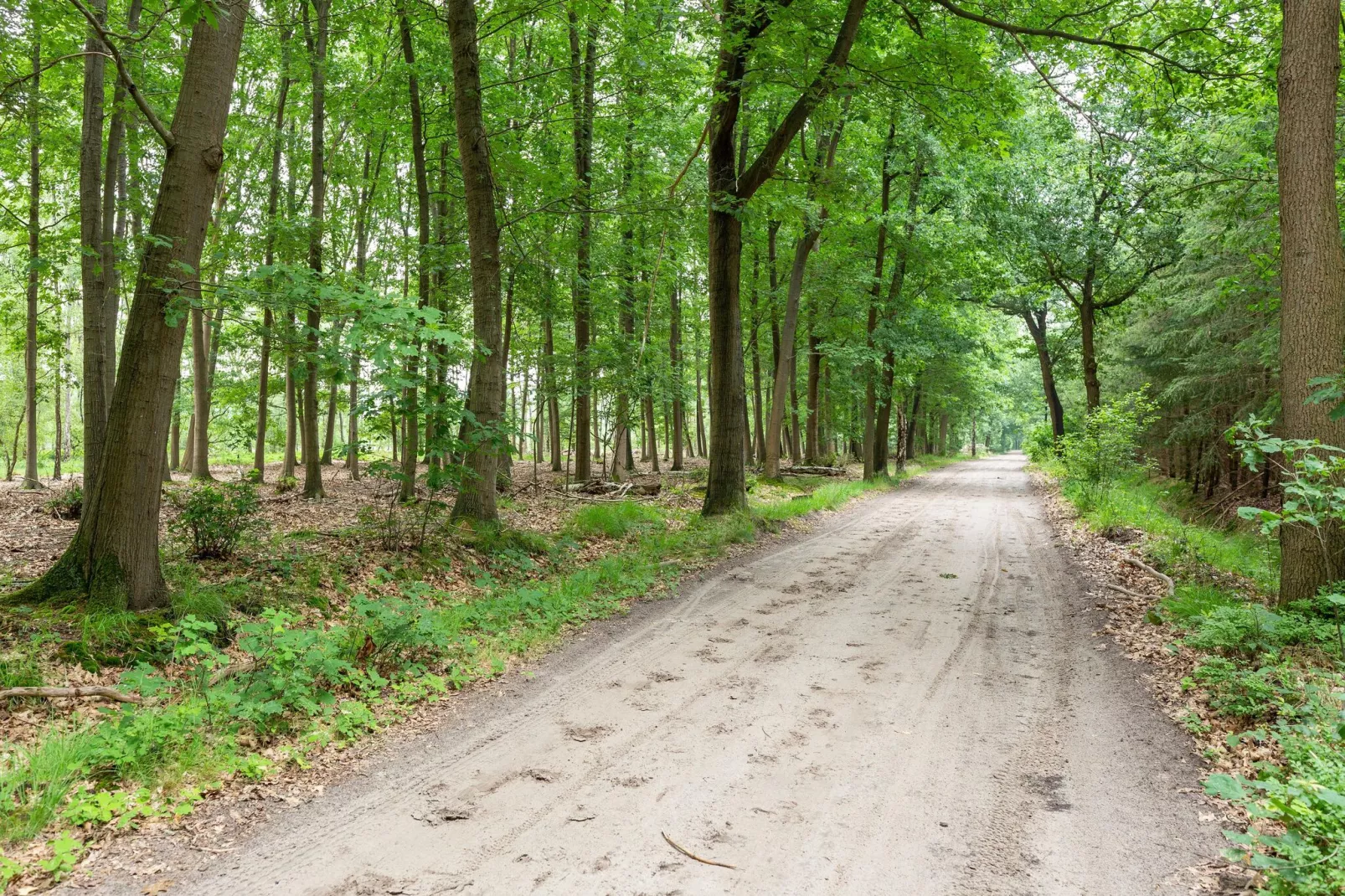 NR 4-Areas summer 1km