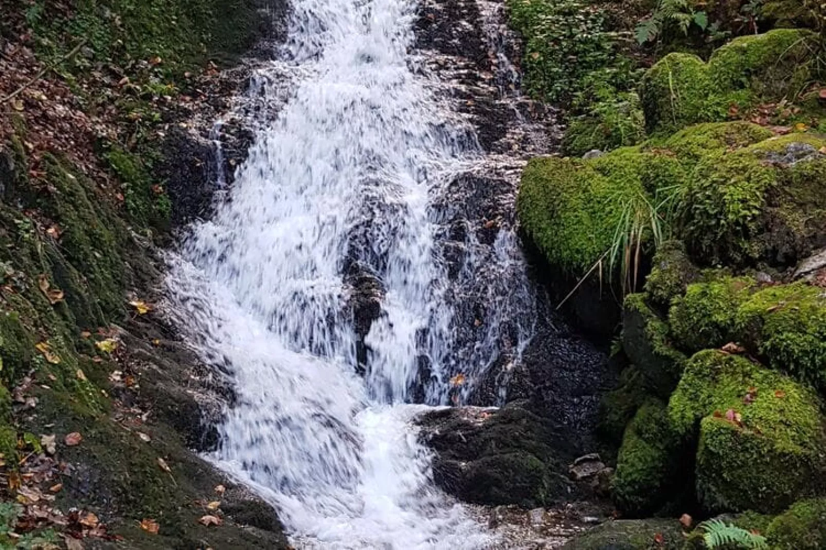 A l'Orée des Bois-Areas summer 5km