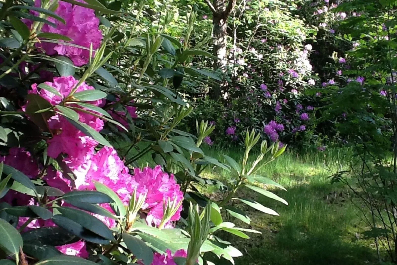 Het Beerenbos-Gardens summer