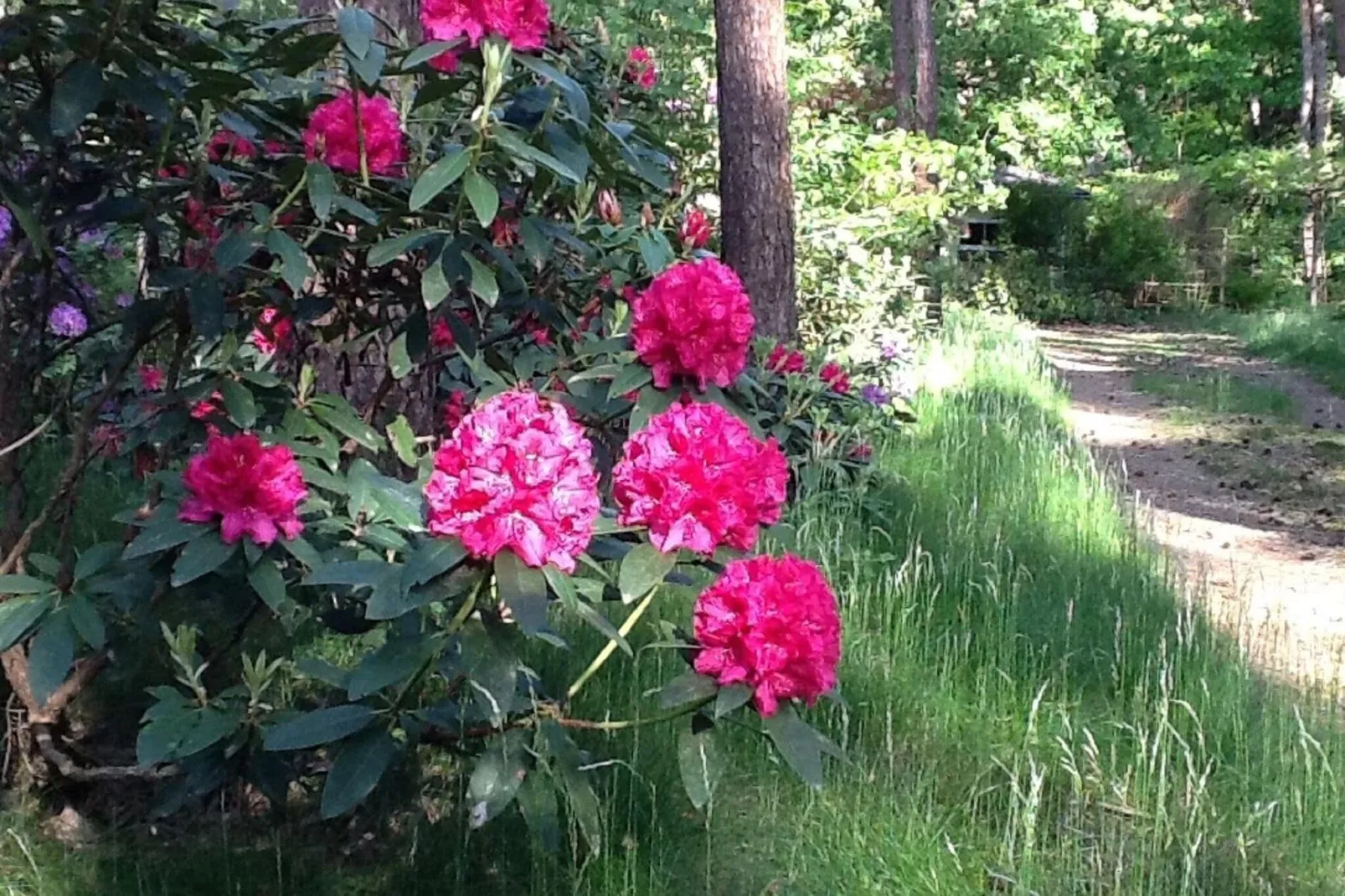 Het Beerenbos-Gardens summer