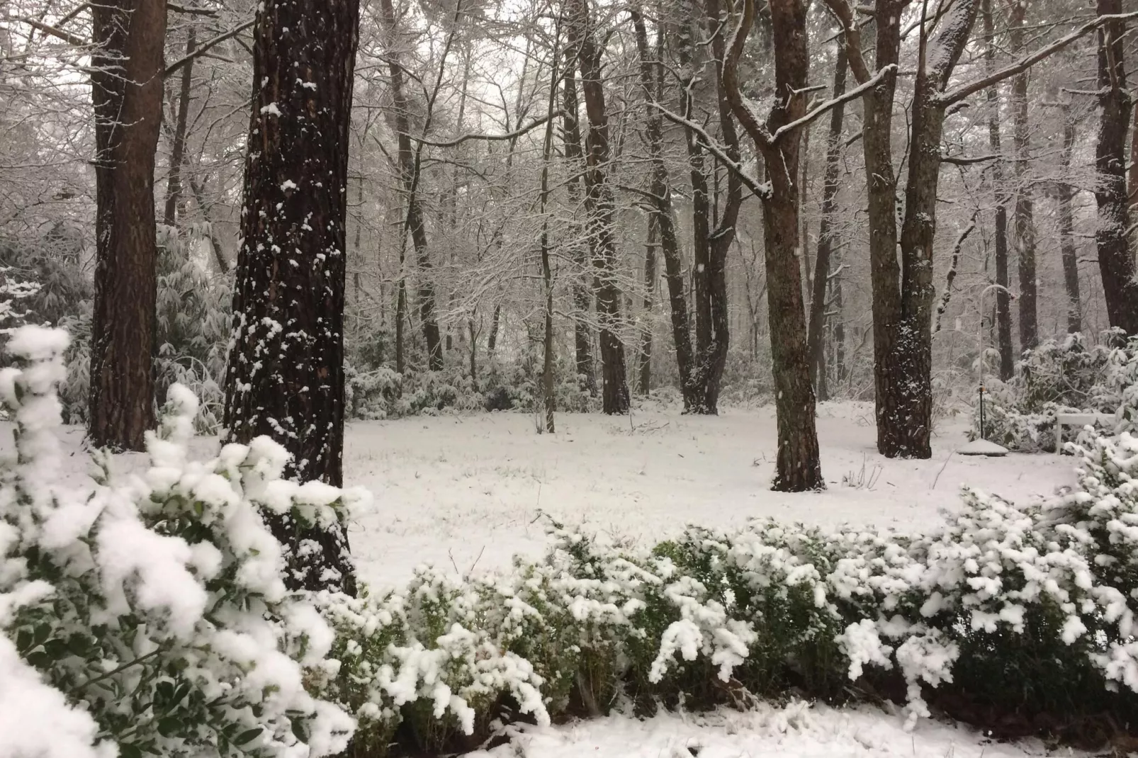 Het Beerenbos-Garden winter