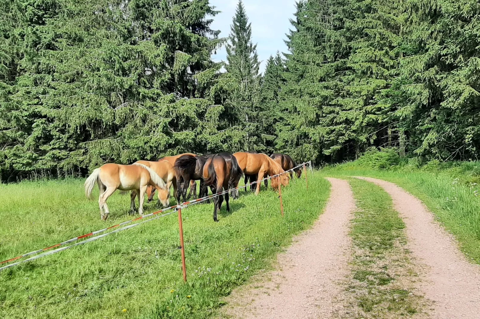 Gasse-Areas summer 1km