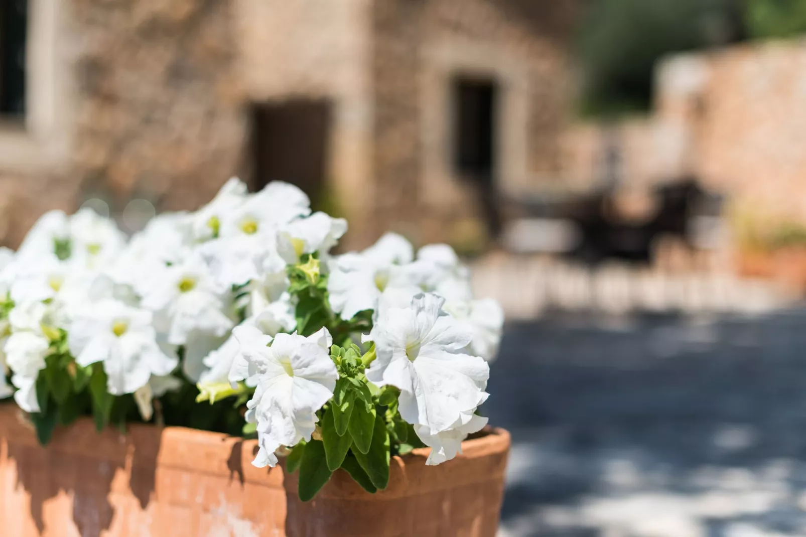 Es Pinar-Exterior summer