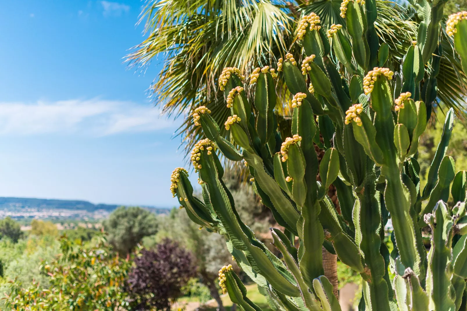 Es Pinar-Exterior summer