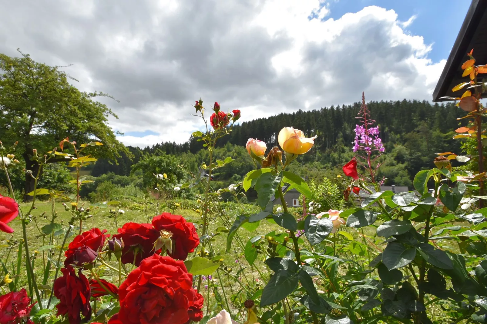 Deifeld-Garten Sommer