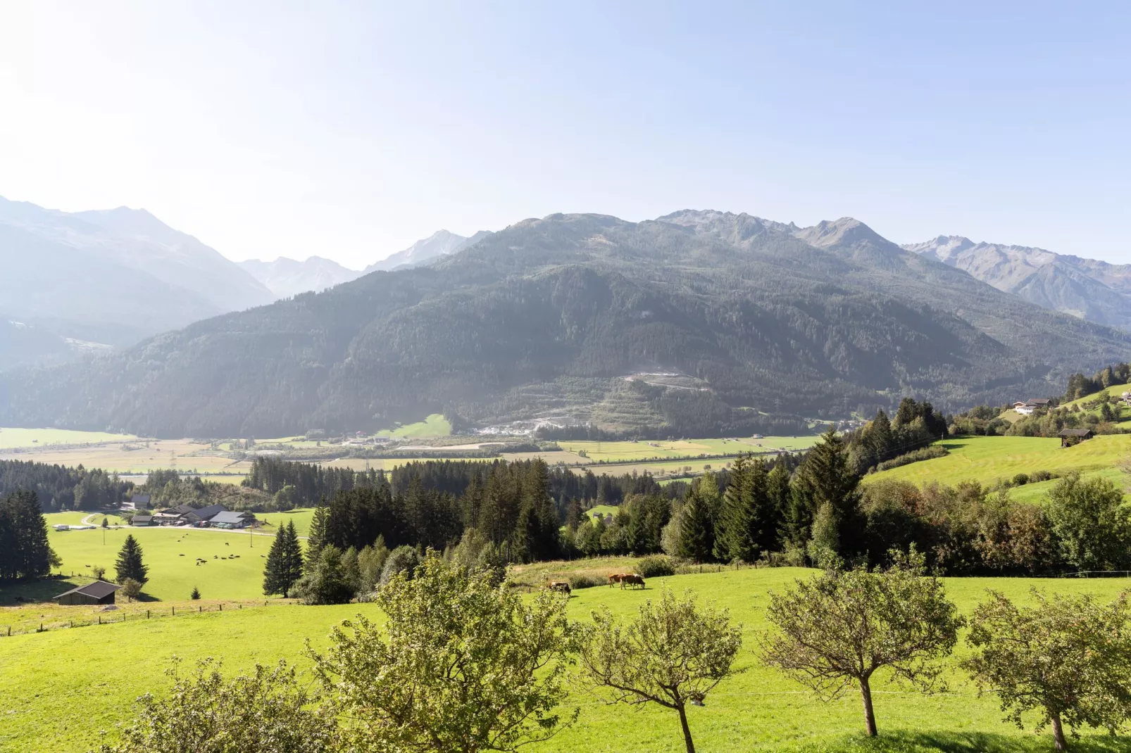 Waldrand-Areas summer 1km