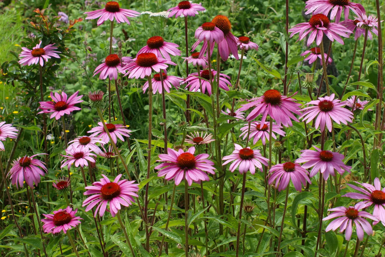 La Cipière - Le Hibou-Gardens summer