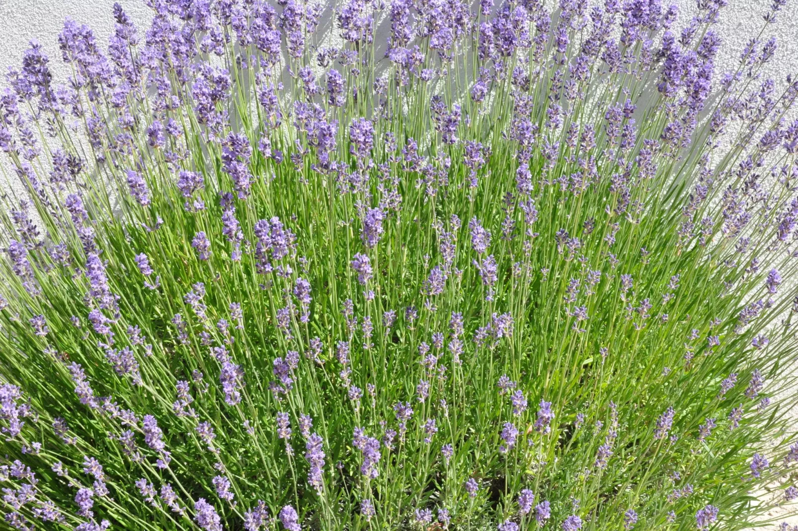 La Ferme les Drageonnières-Gardens summer