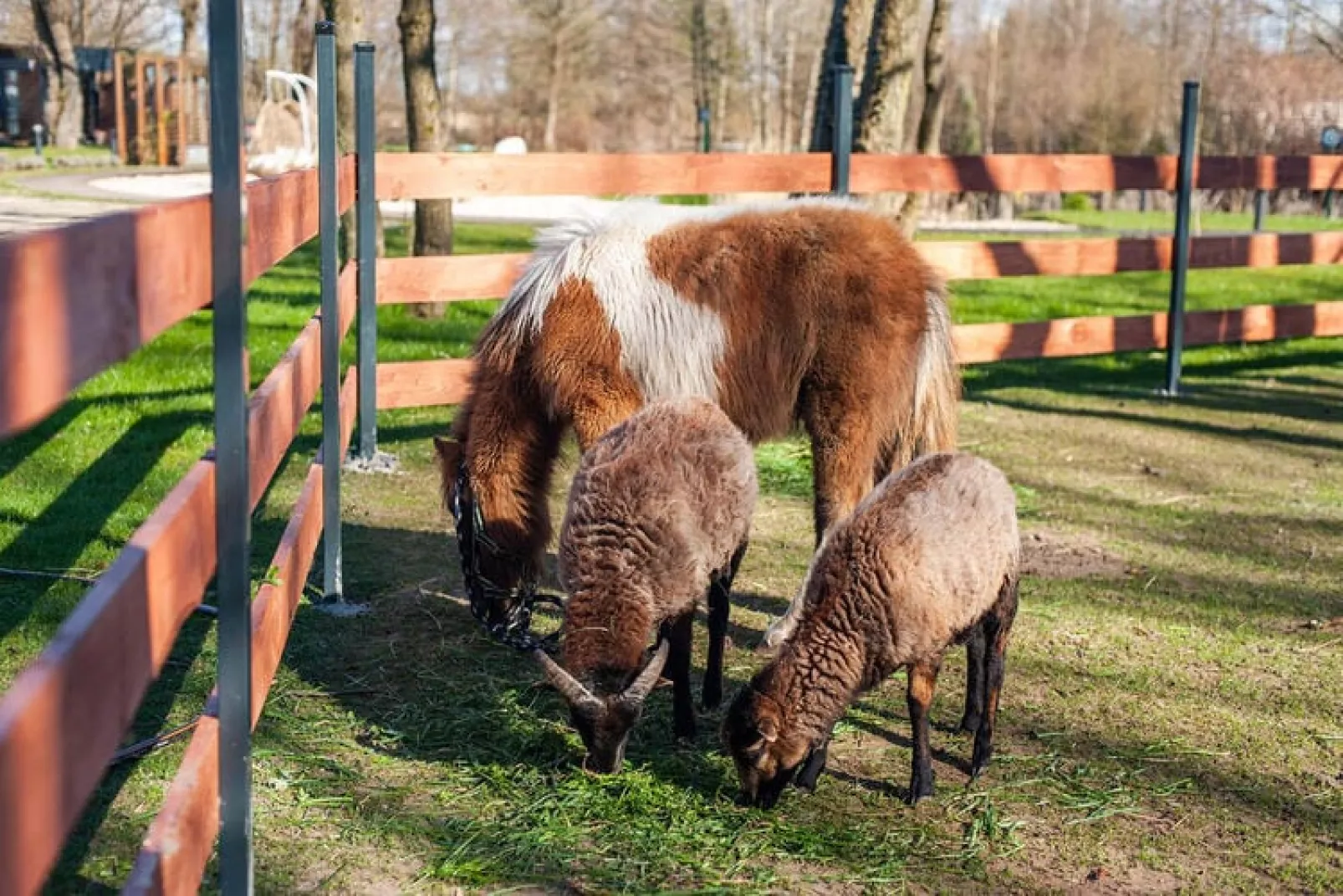 Domek Komfortowy 70 m2 Niechorze-Park facilities