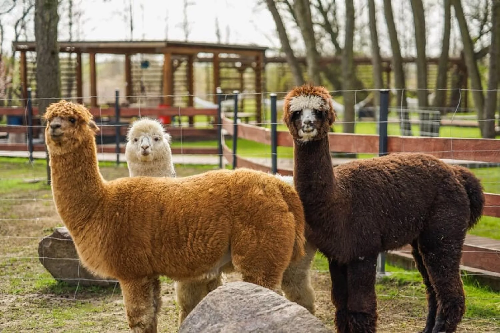 Domek Komfortowy 70 m2 Niechorze-Park facilities